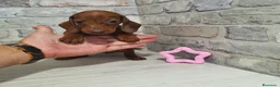 Teckel Miniatura perros en venta: Teckel miniatura  - Anuncio 5