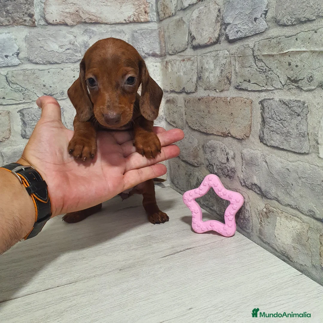 Teckel Miniatura perros en venta: Teckel miniatura  - Anuncio 5