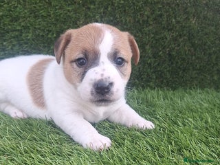 Jack Russell Terrier perros - Anuncio 10