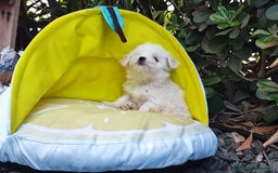 Bichón Maltés perros en venta: Bichón maltes - Imagen 3