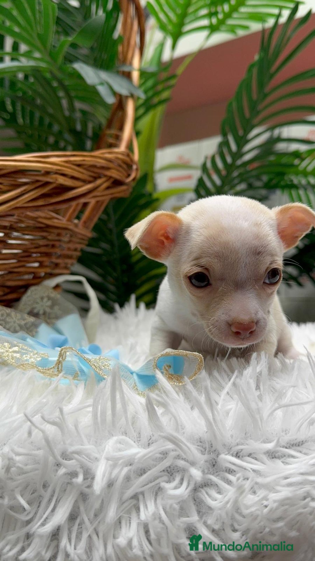 Chihuahua perros en venta: CHIHUAHUA MACHO - Anuncio 9