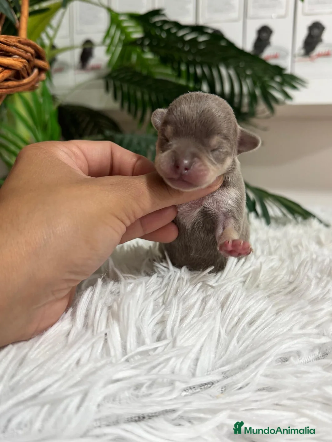 Chihuahua perros en venta: CHIHUAHUA HEMBRA  - Anuncio 9