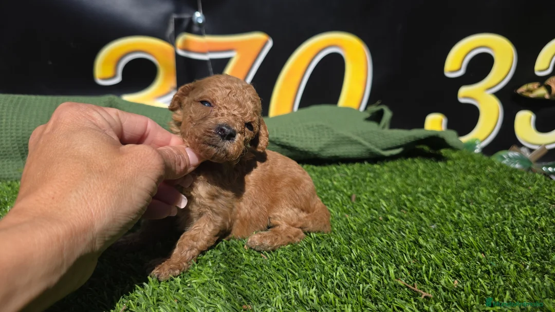 Caniche Enano perros en venta: Caniches enanos  - Anuncio 4