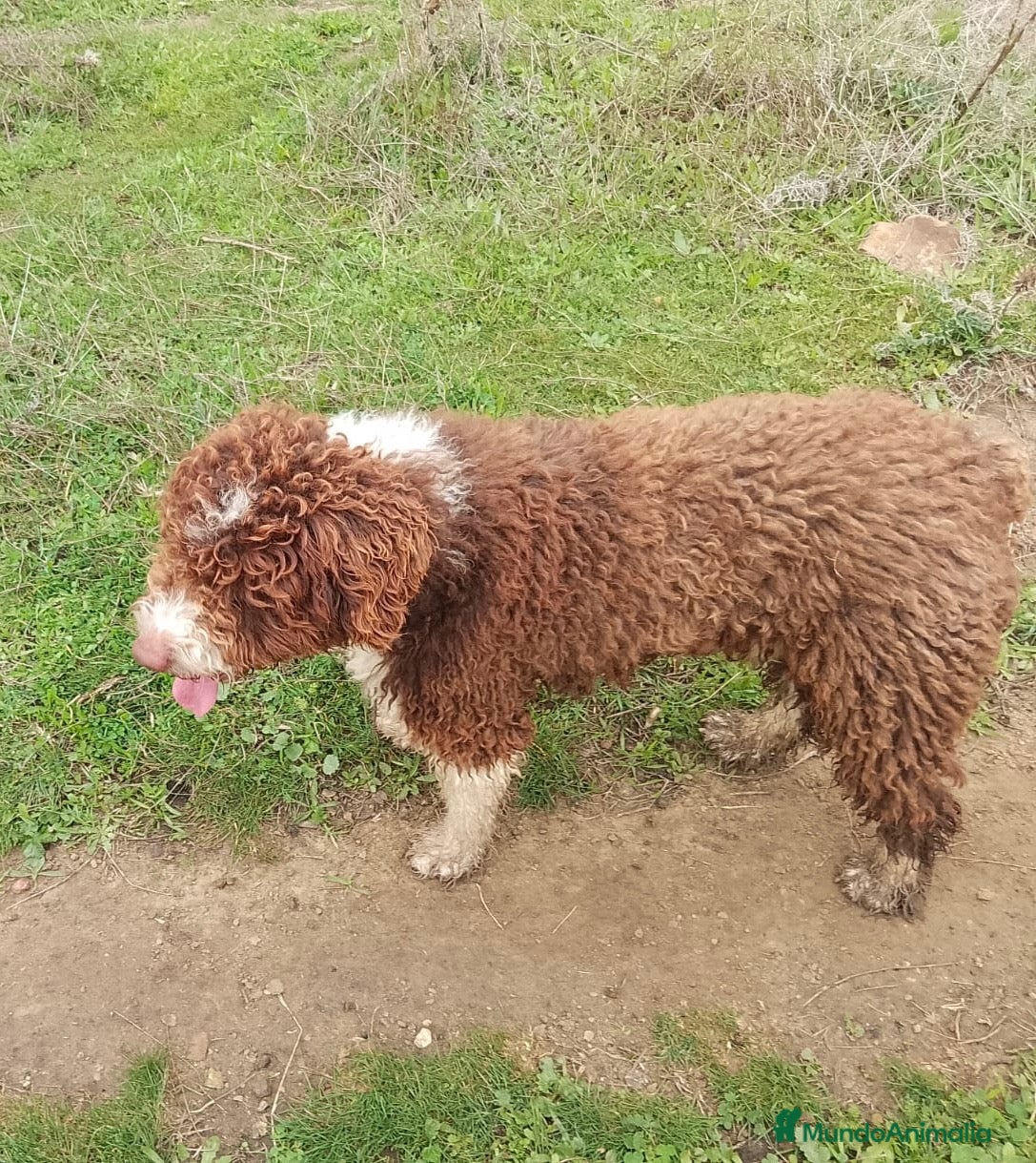 Perro de Agua Español perros en venta: PERRO DE AGUA  - Anuncio 2