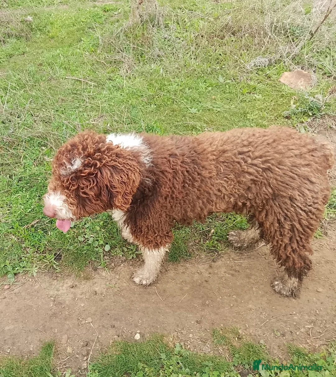 Perro de Agua Español perros en venta: PERRO DE AGUA  - Anuncio 1