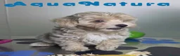 Maltipoo perros en venta: Maltipoo Hembra Apricot - Anuncio 5