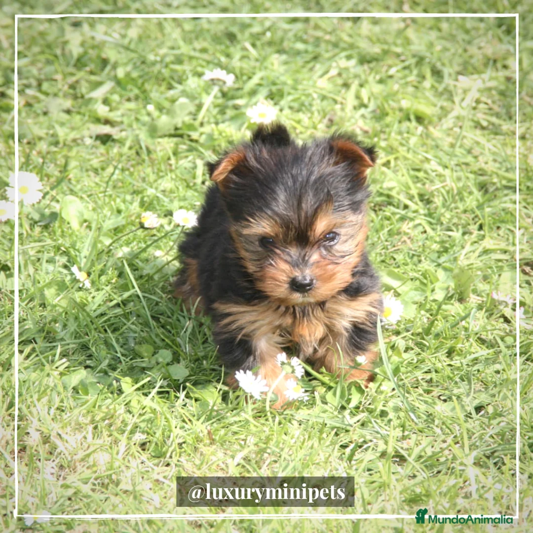 Yorkshire Terrier perros en venta: Camada de Yorkshire Terrier de padres toy en Madrid - Anuncio 3
