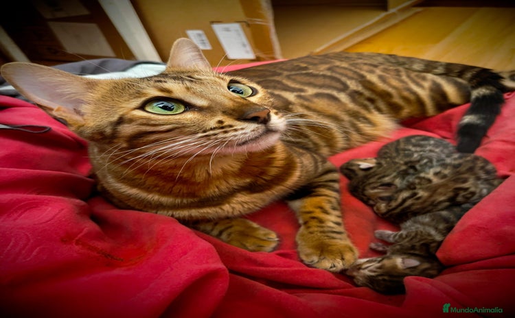 Bengalí gatos - Anuncio 1