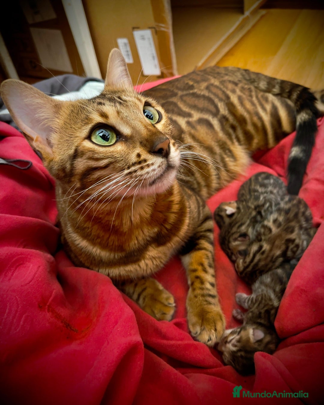Bengalí gatos en venta: Camada de Gatitos Bengalí (Machos) - Imagen 1
