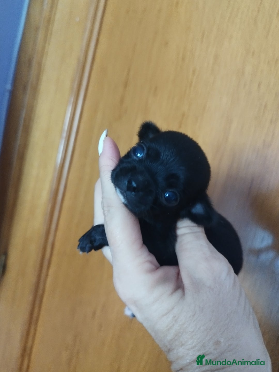 Chihuahua perros en venta: Chihuahua hembra micro toy  - Imagen 2