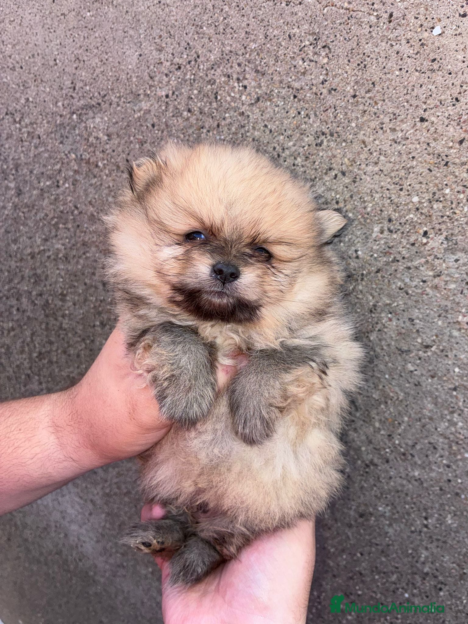 Pomerania perros Pomerania  - Anuncio 1