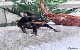 Pinscher Miniatura perros en venta: MINI PINSCHER MUNIATURA - Anuncio 2