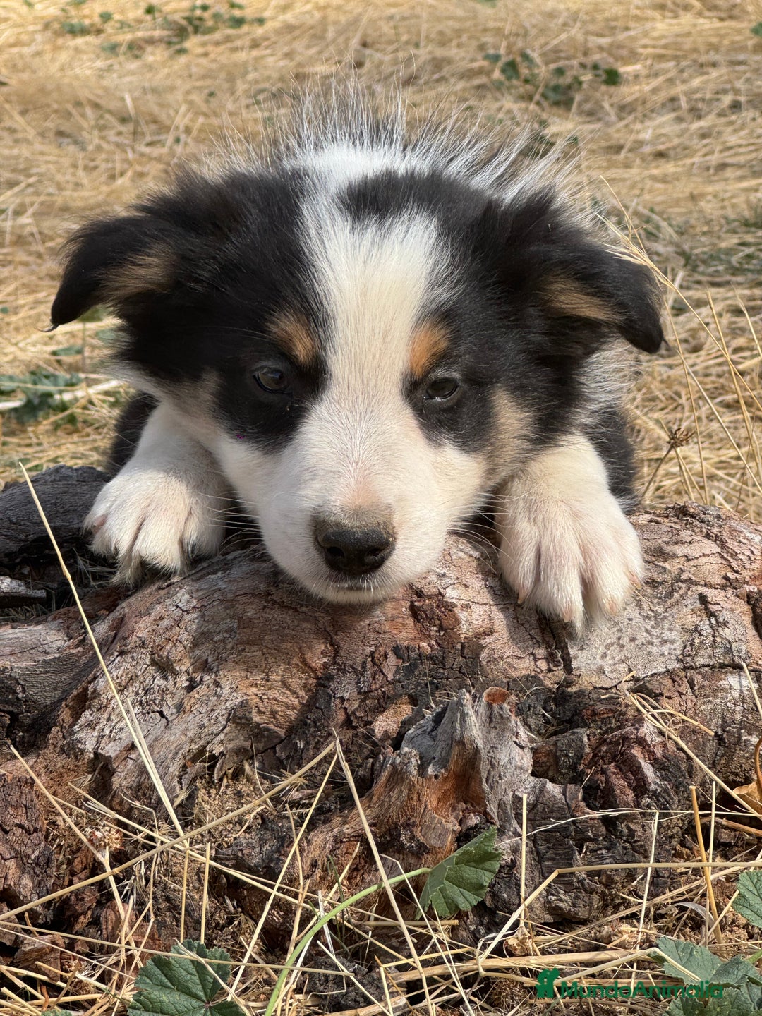 Border Collie perros en venta: BORDER COLLIE  - Anuncio 9