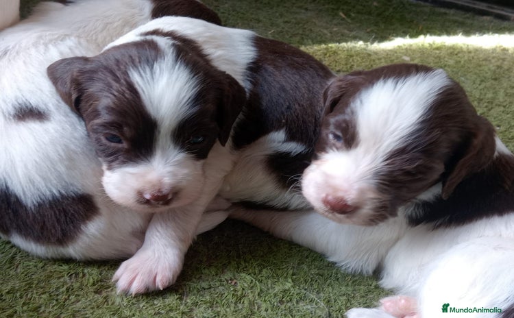 Épagneul Breton perros - Anuncio 2