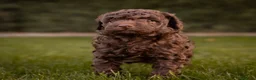 Caniche Toy perros en venta: Caniches Toy chocolate  - Anuncio 7