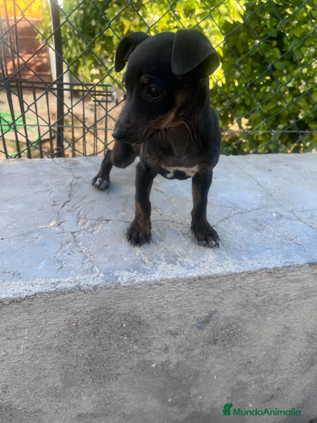 Raza Mixta perros en venta: PRECIOSA CACHORRA (leer bien anuncio) - Anuncio 1