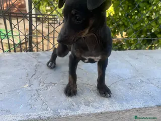 Raza Mixta perros PRECIOSA CACHORRA (leer bien anuncio) - Anuncio 1