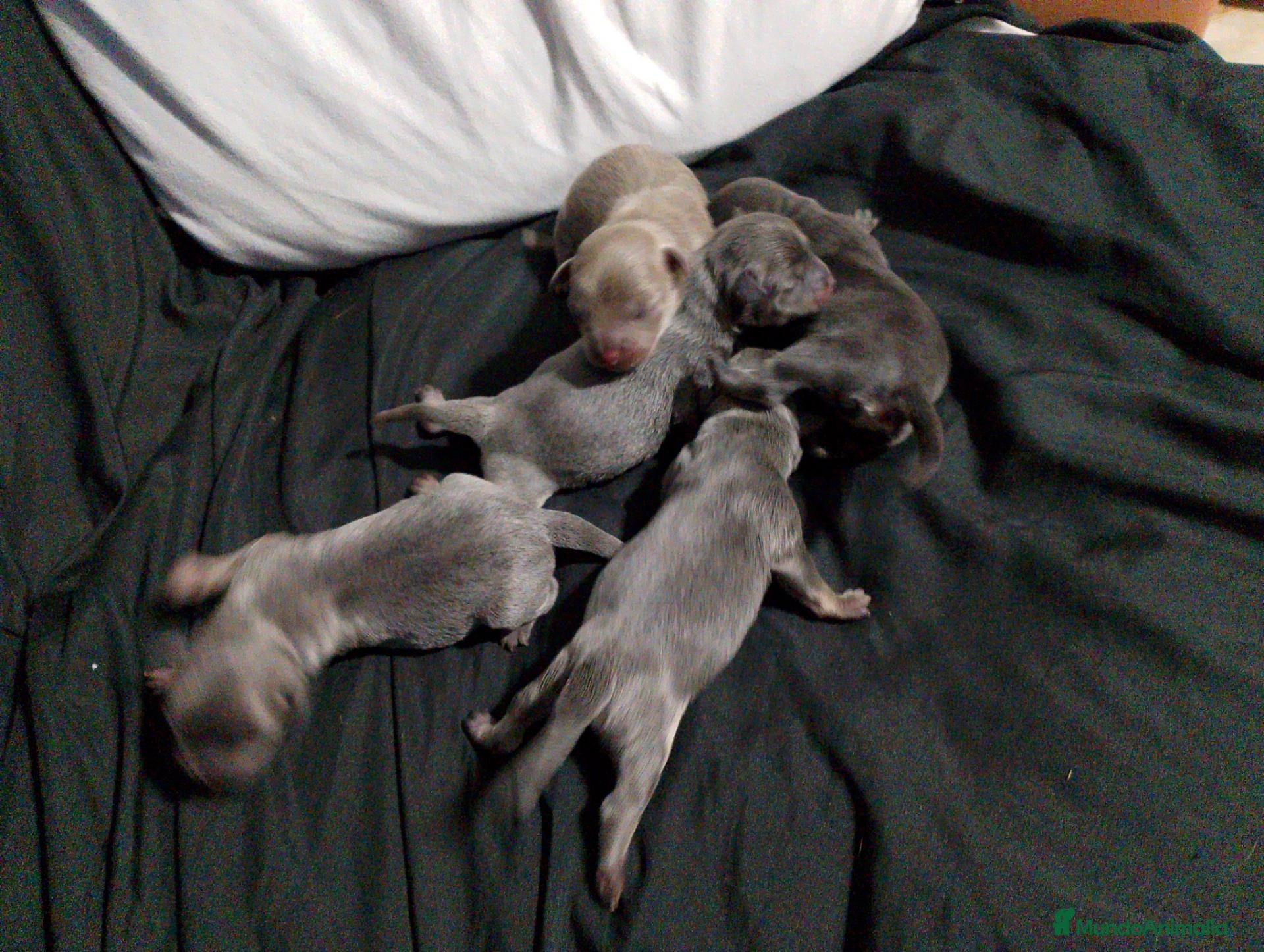 Raza Mixta perros Chipim azules y lilac - Anuncio 2