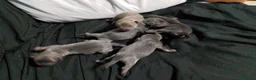 Raza Mixta perros en venta: Chipim azules y lilac - Anuncio 1