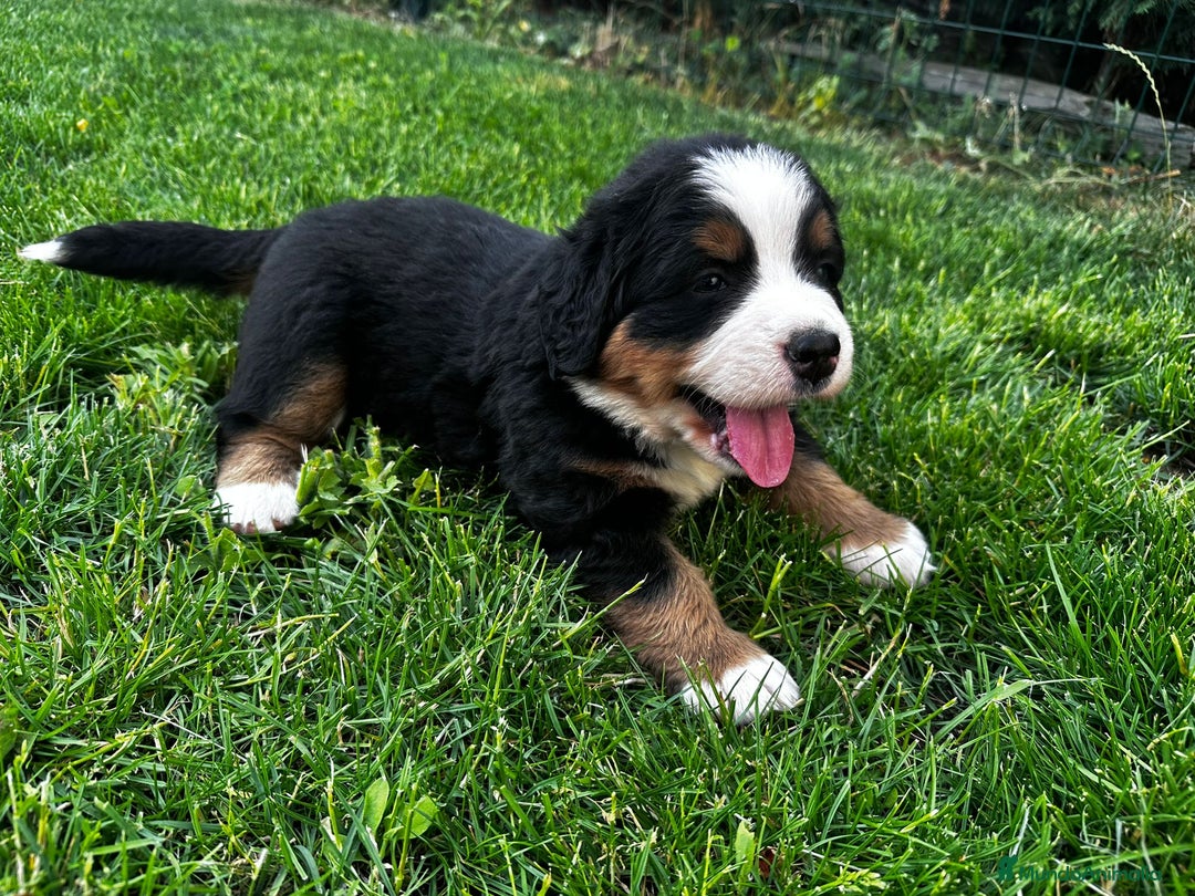 Boyero de Berna perros en venta: Preciosos Boyeros en Salamanca - Imagen 2