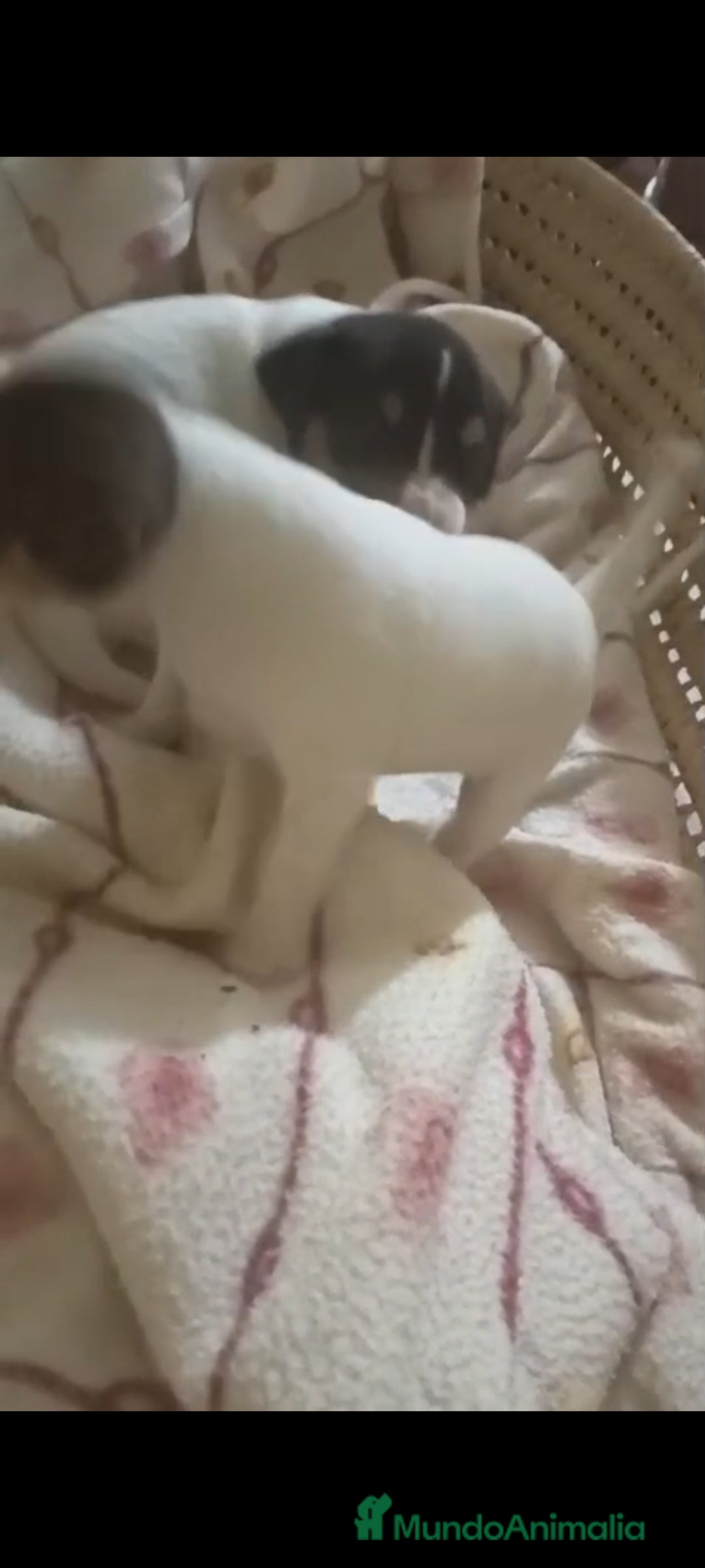 Otras razas perros en venta: BODEGUERO PURA RAZA - Imagen 5