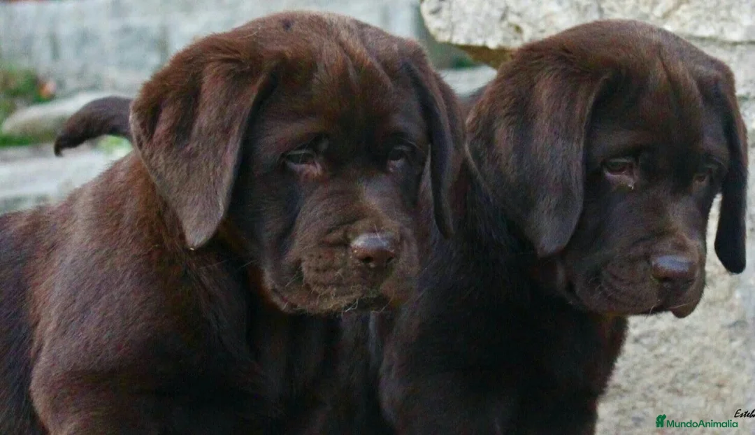 Imagen de galería {{count}}