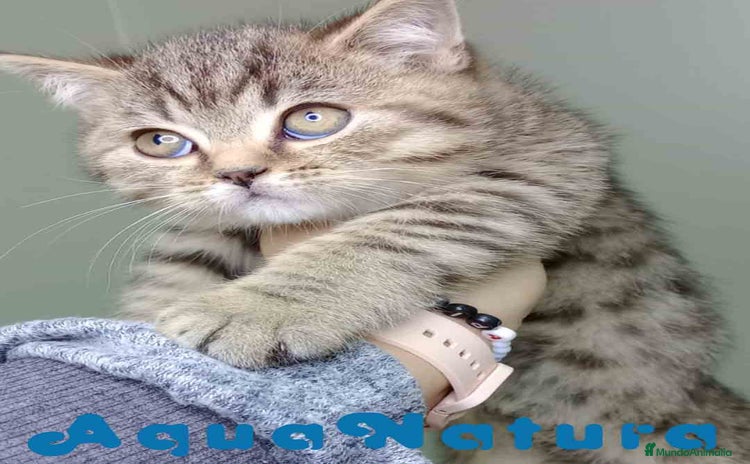 Británico de Pelo Corto gatos British Macho 4474 AQUANATURA - Anuncio 8