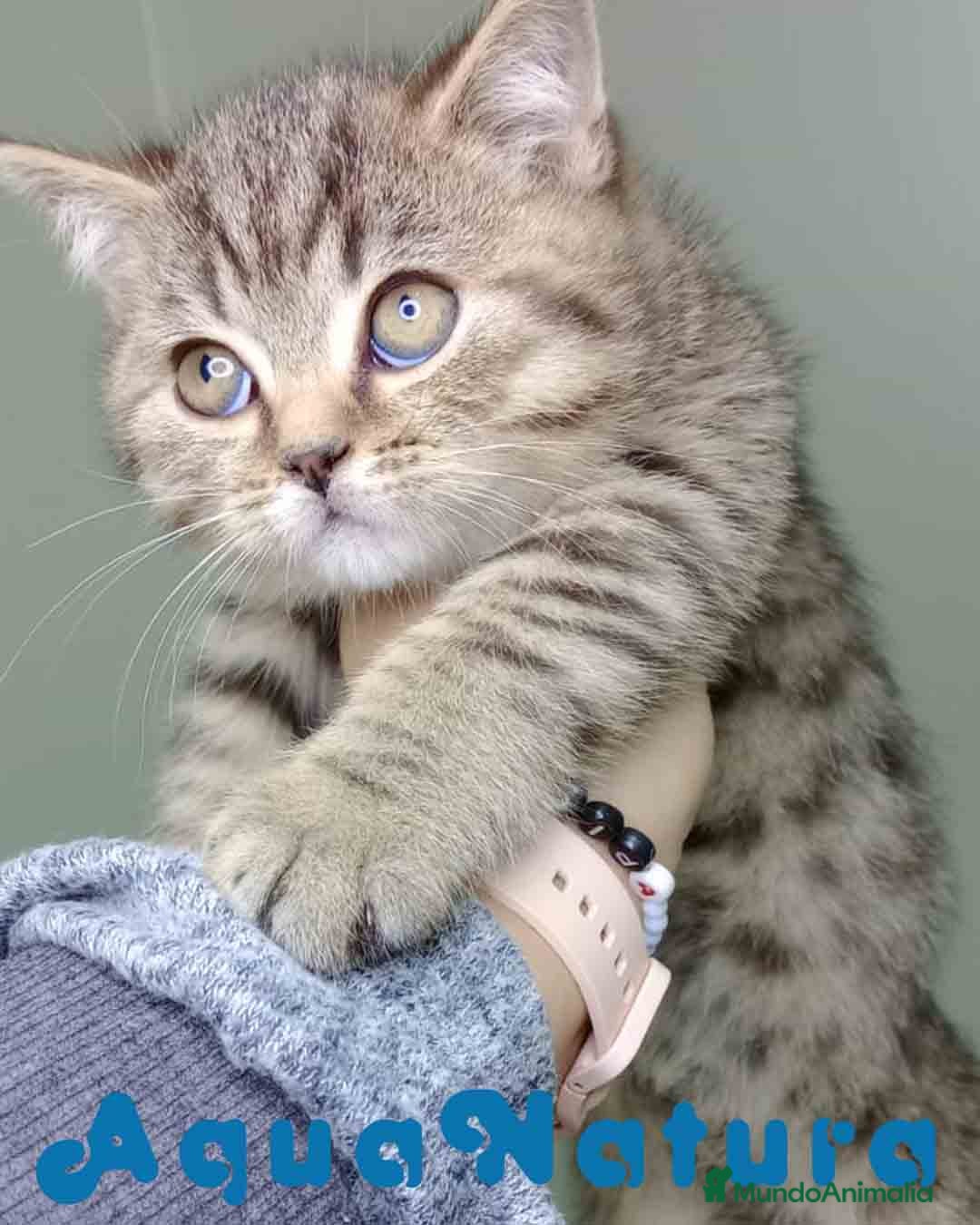 Británico de Pelo Corto gatos en venta: British Macho 4474 AQUANATURA - Anuncio 1