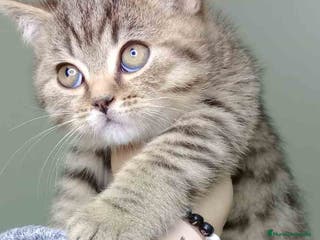 Británico de Pelo Corto gatos British Macho 4474 AQUANATURA - Anuncio 10