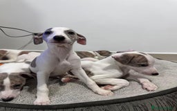 Whippet perros en venta: WHIPPET CADIZ  - Imagen 3