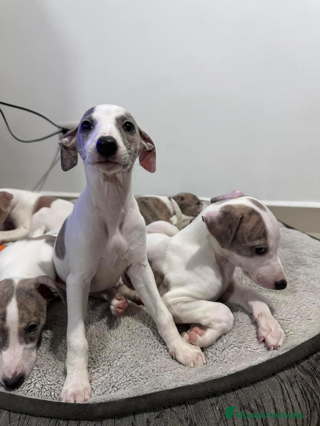 Whippet perros en venta: WHIPPET CADIZ  - Imagen 3