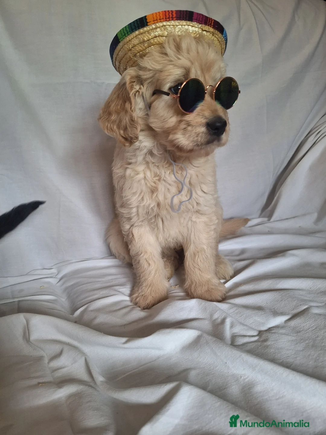 Goldendoodle perros en venta: GOLDENDOODLE - Anuncio 4