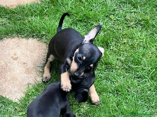 Pinscher Miniatura perros en Ciudad Real - Anuncio 24