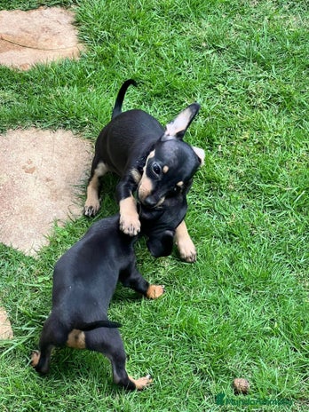 Pinscher Miniatura perros en Ciudad Real - Anuncio 3