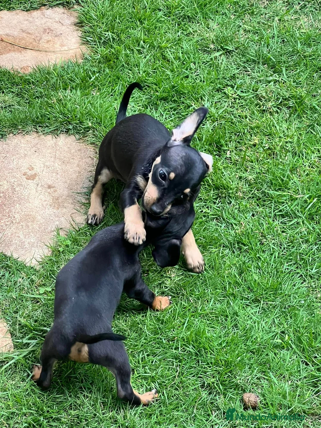 Pinscher Miniatura perros en venta: Pinscher mini en Ciudad Real - Anuncio 1