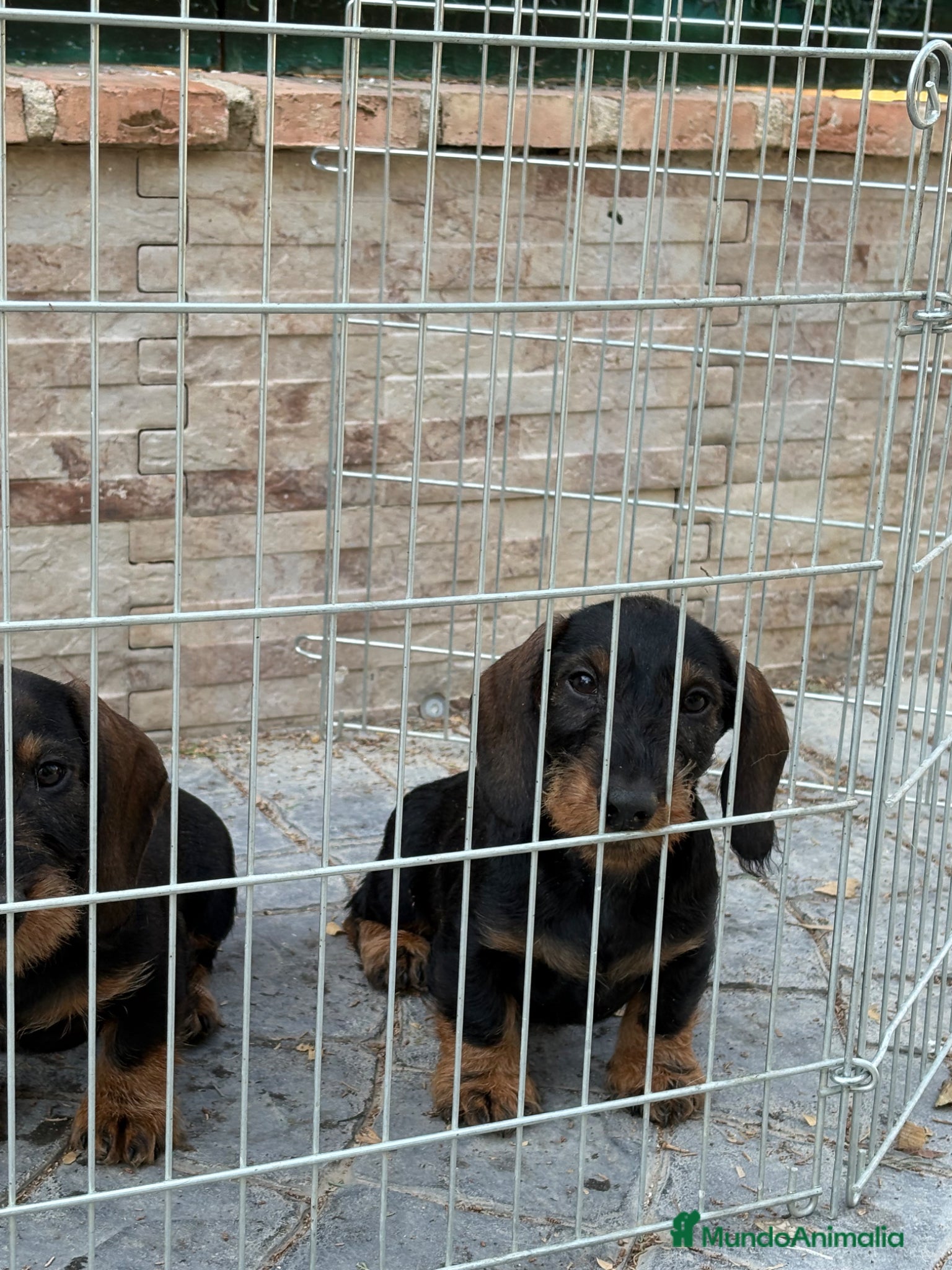 Teckel Miniatura perros en venta: Teckel mini pelo duro  - Anuncio 4