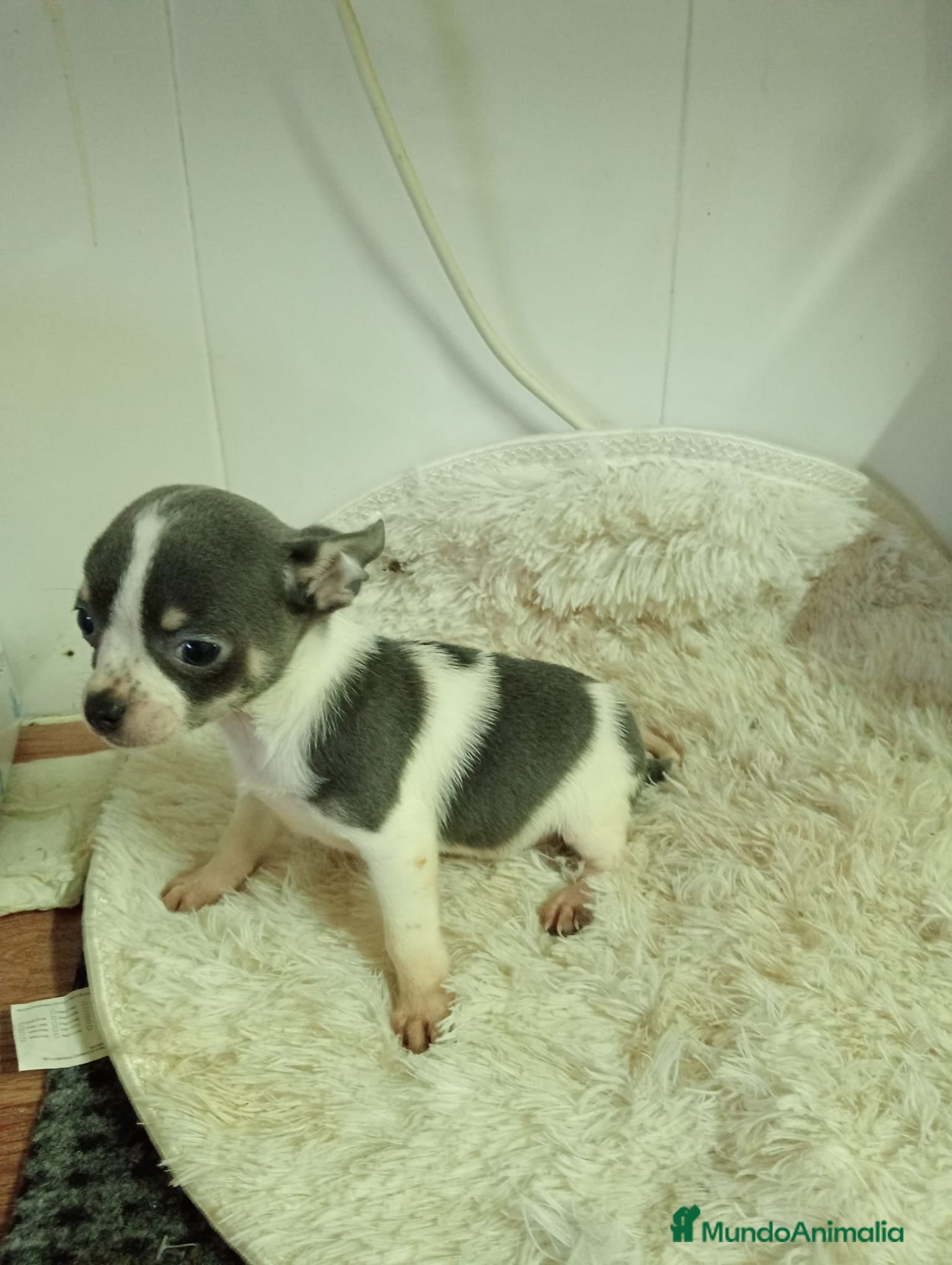 Chihuahua perros Chihuahua  - Anuncio 1