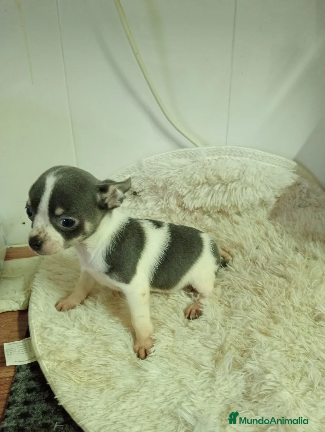 Chihuahua perros en venta: Chihuahua  - Anuncio 1
