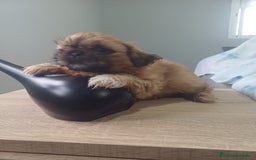 Shih Tzu perros en venta: Shih tzu - Imagen 3