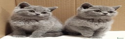 Británico de Pelo Corto Azul gatos en venta: British Shorthair Preciosas - Anuncio 2