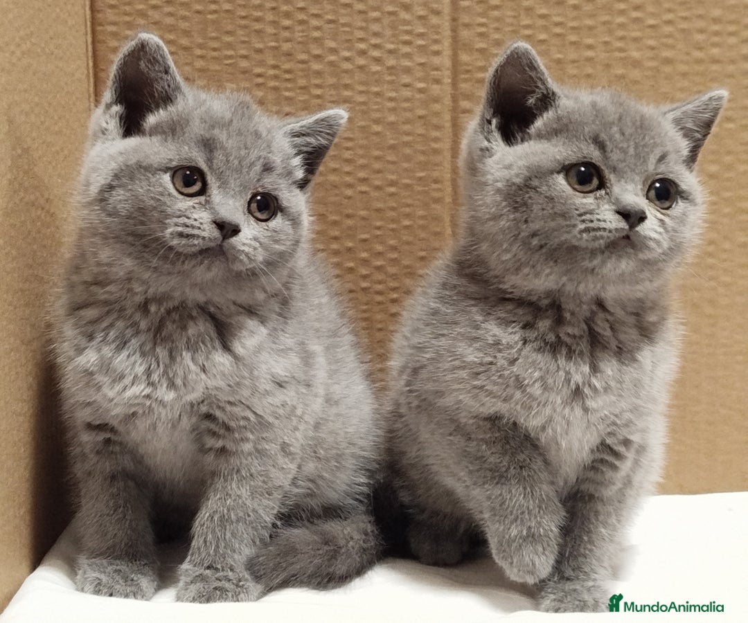Británico de Pelo Corto Azul gatos en venta: British Shorthair Preciosas - Anuncio 2