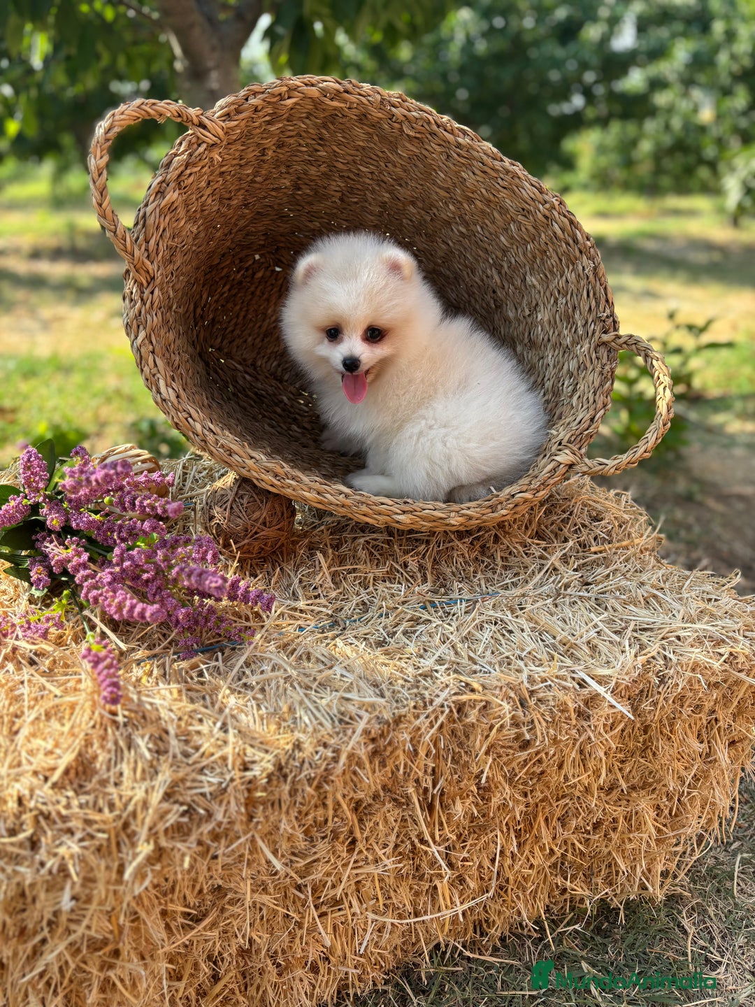 Pomerania perros en venta: Pomerania blanco /crema disponible  - Imagen 6