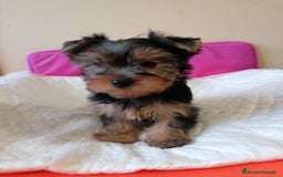 Yorkshire Terrier perros en venta: Yorkshire terrier  - Anuncio 2