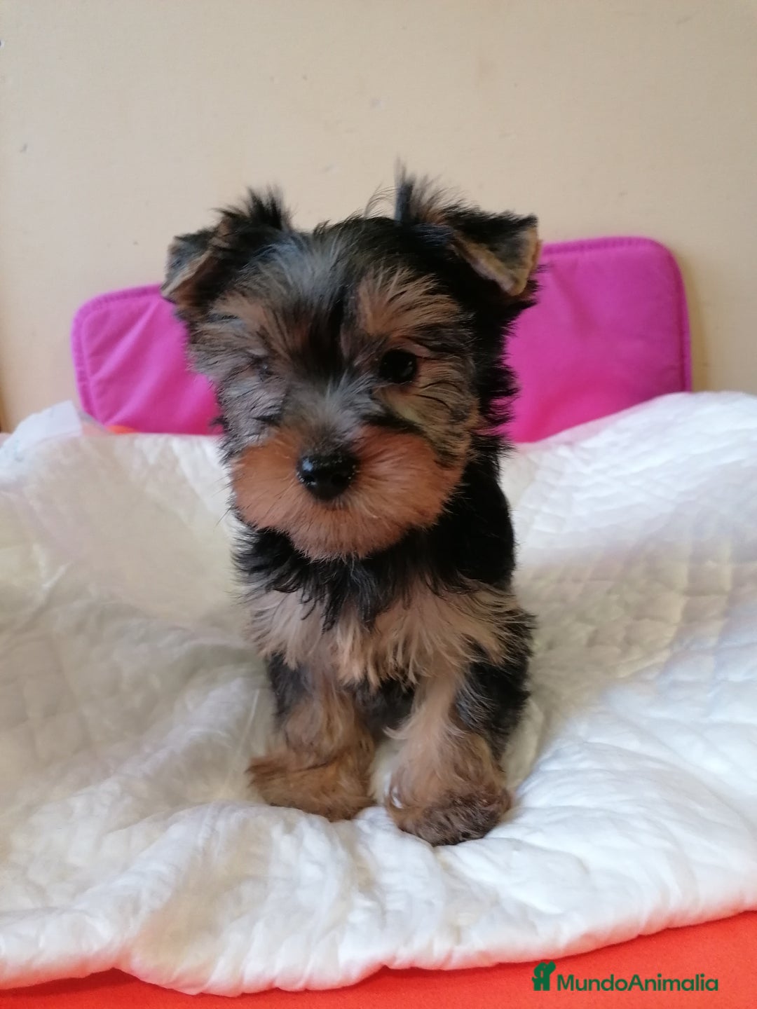 Yorkshire Terrier perros en venta: Yorkshire terrier  - Anuncio 2