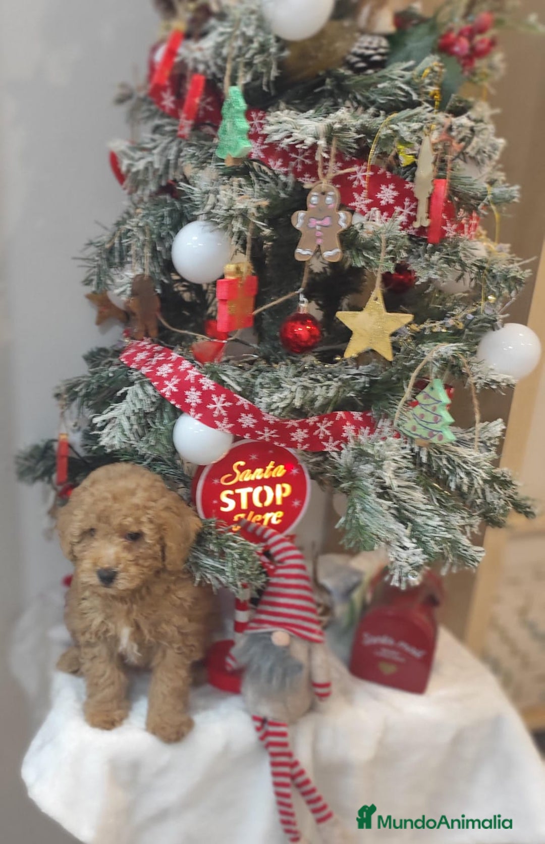 Caniche Toy perros en venta: Caniche toy  - Anuncio 2