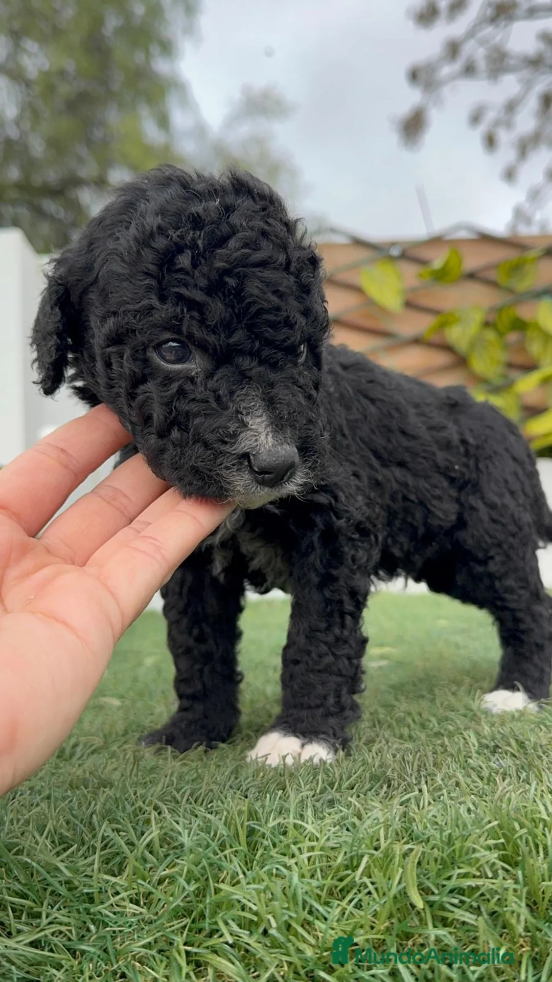 Perro de Agua Español perros en venta: PERRO DE AGUA ESPAÑOL - Anuncio 6