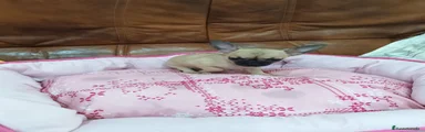 Chihuahua machito