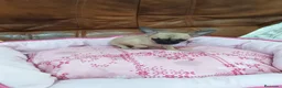 Chihuahua perros en venta: CHIHUAHUA TOY  - Anuncio 2