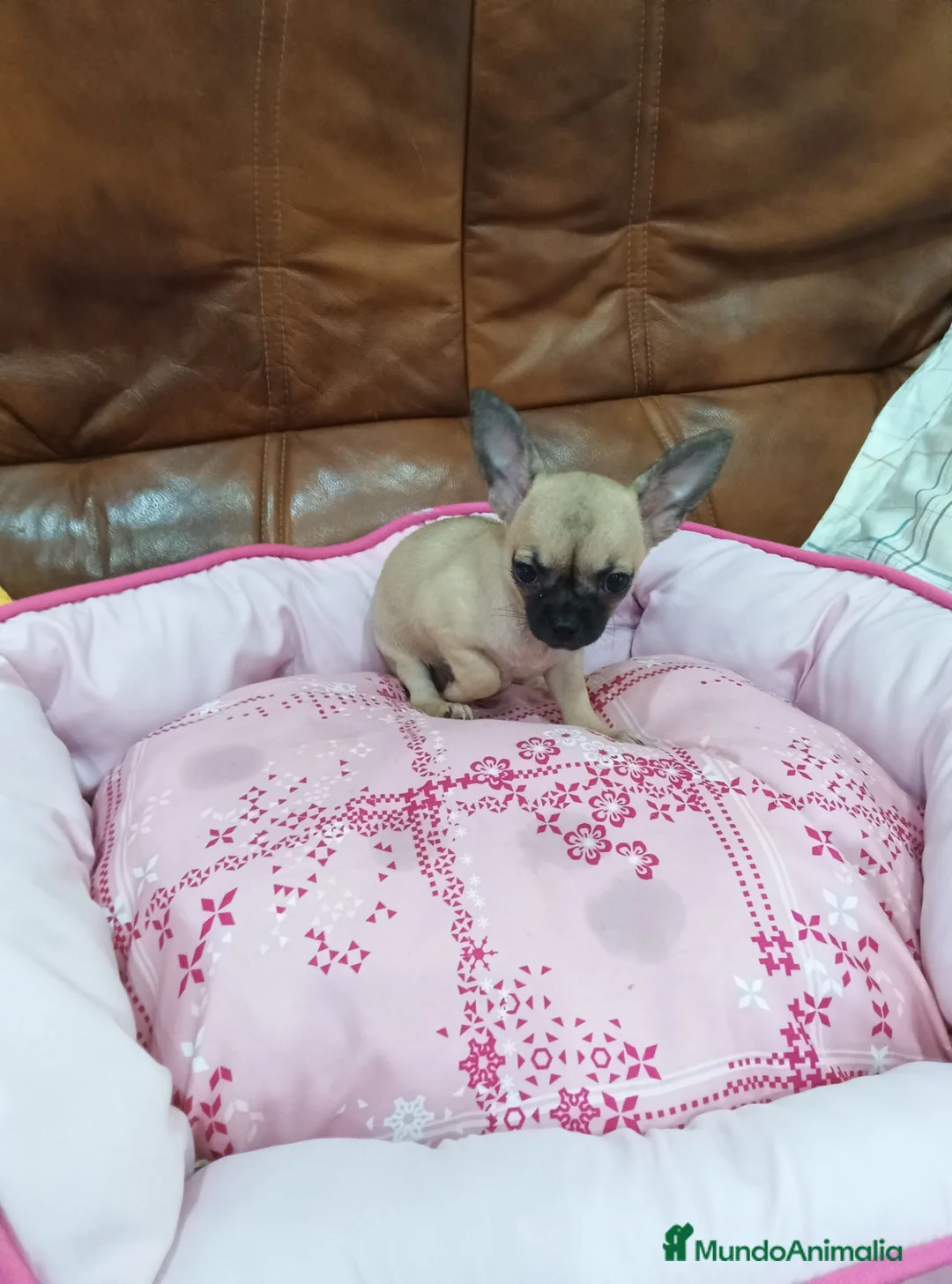Chihuahua perros en venta: CHIHUAHUA TOY  - Anuncio 2