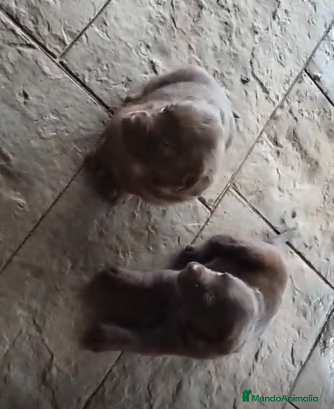 Labrador Retriever perros en venta: Labrador retriever  - Anuncio 4